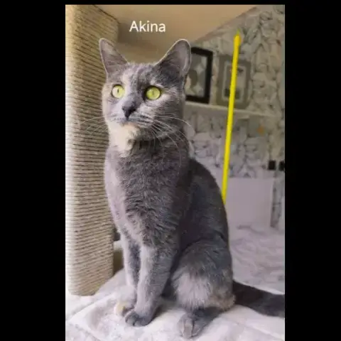 Akina photo 3