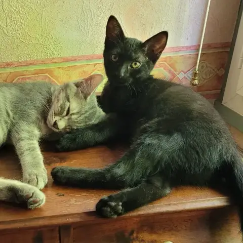 Onyx