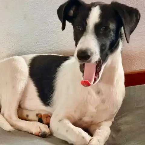 ✨️ Tanin ✨️ 🐶 photo 2