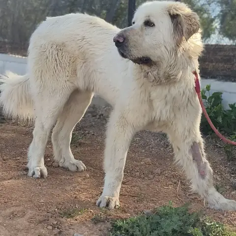 Blanca