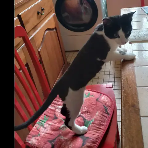 Figaro