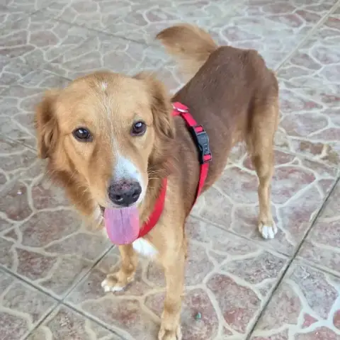 Roméo