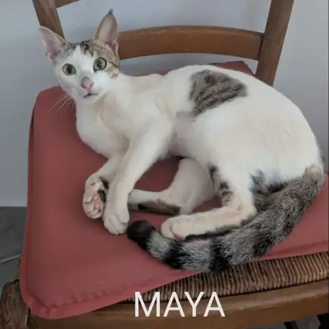 Maya photo 3