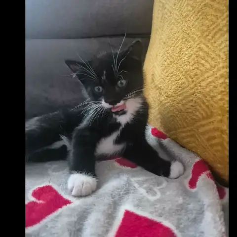 Moustache