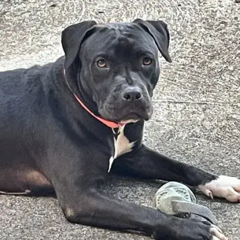 Xena