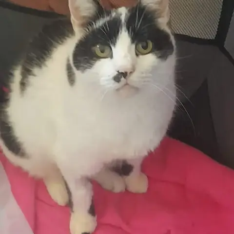 Nikita