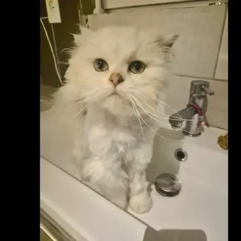 Olaf