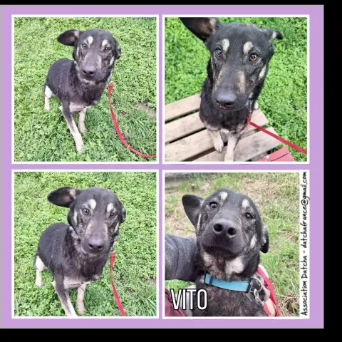 Vito