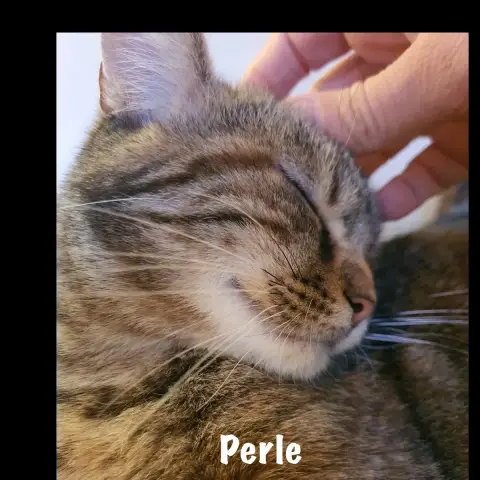 Perle photo 2