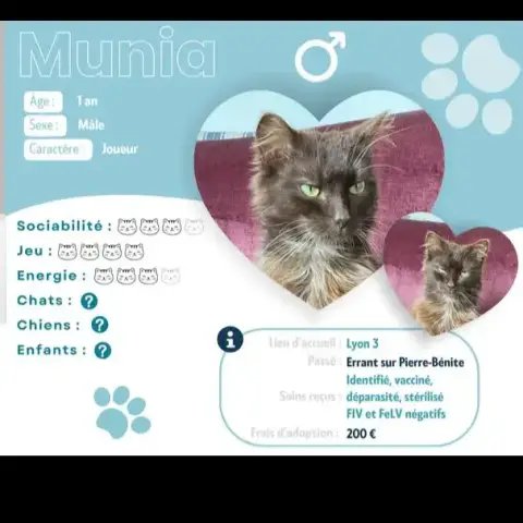 Munia