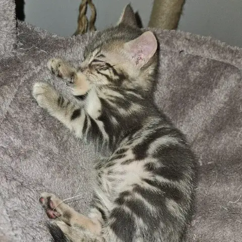 Zeus photo 3