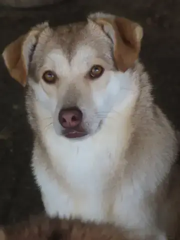 Sadie