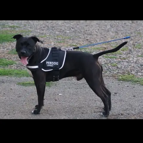 Paco photo 2