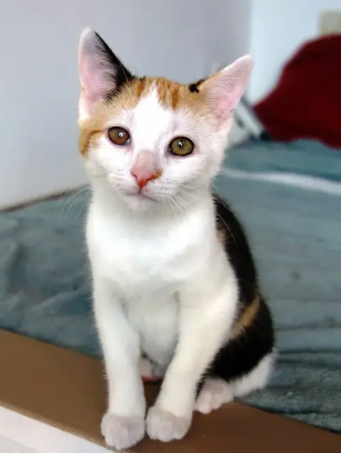 Taïga