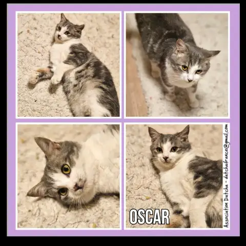 Oscar