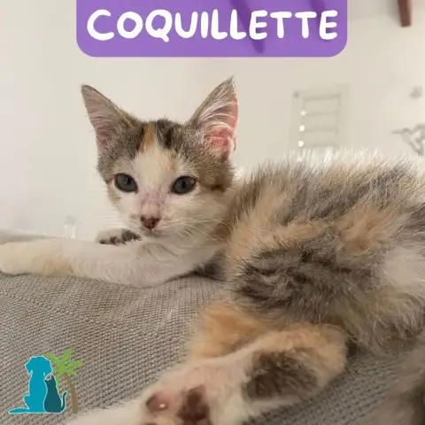 Coquillette
