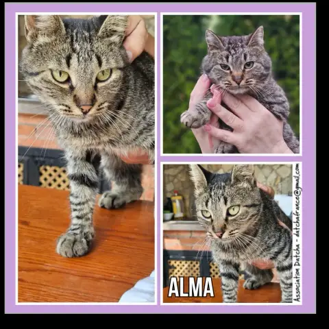 Alma