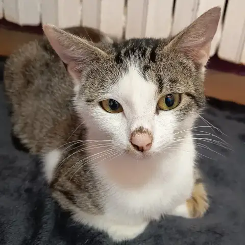 Mily