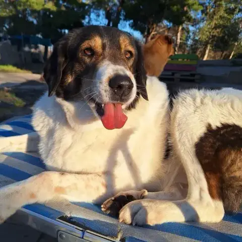 Piper photo 2