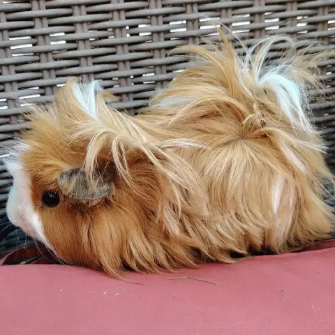 Piou photo 3