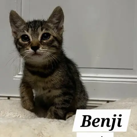 Benji