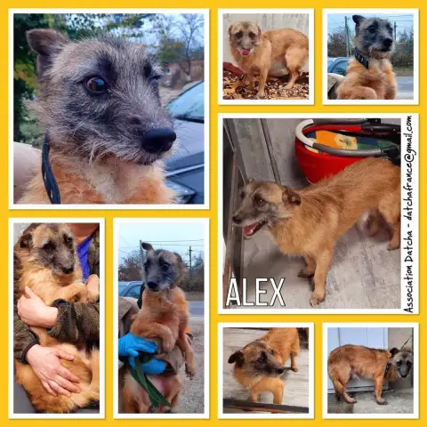 Alex