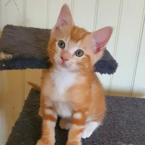 Roux