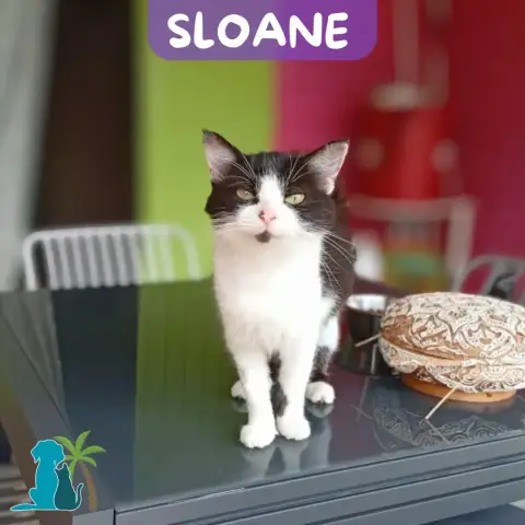 Sloane