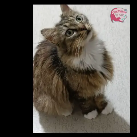 Ohana