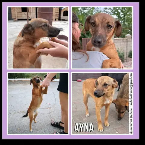 Ayna