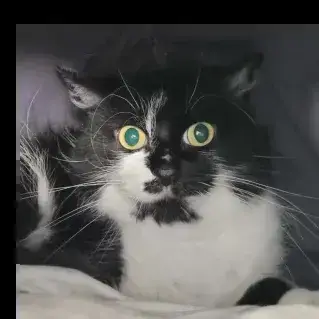Lila