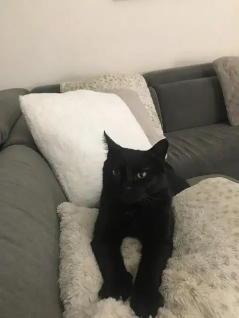 Tango