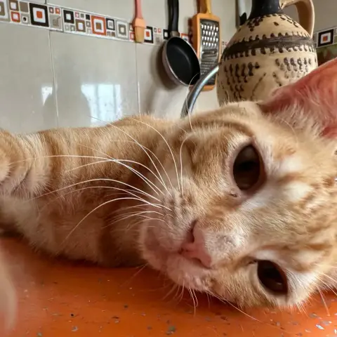 Garfield photo 2