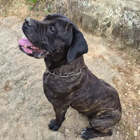 Nash