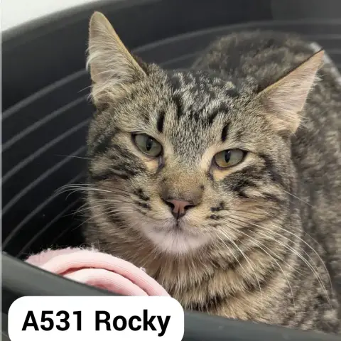 Rocky