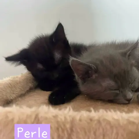 Perle photo 3