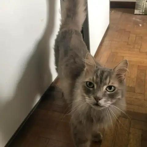 Guapo
