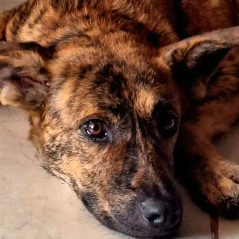 Coco photo 2