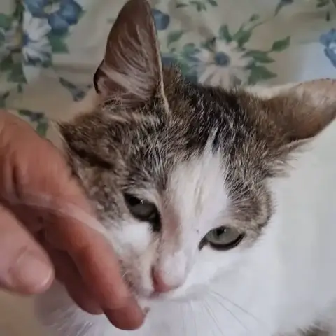 Bella