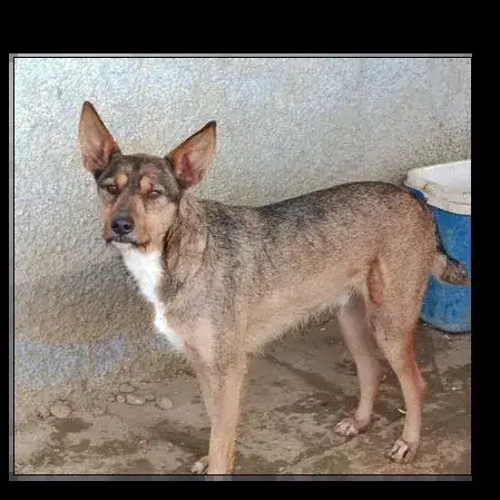 Raton