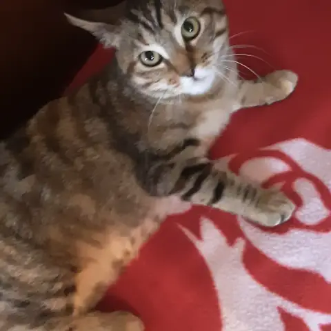 Shiva