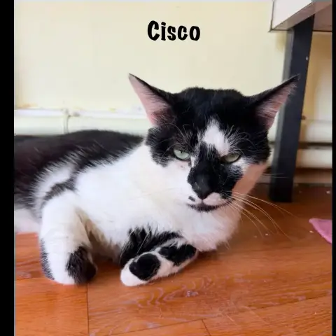 Cisco photo 2