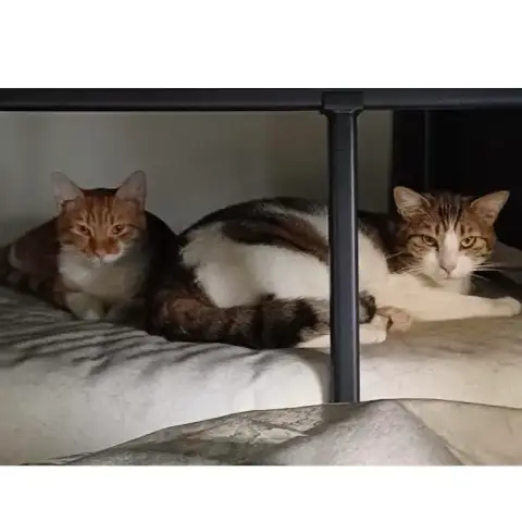 Garfield photo 3