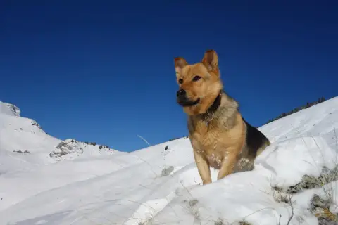 Nina