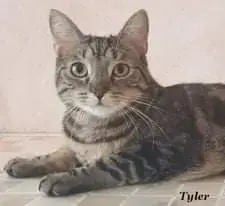Tyler