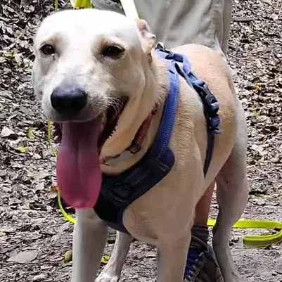 ✨️ Franklin ✨️ 🐶 photo 3