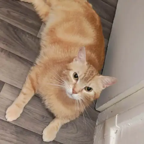 Brioche