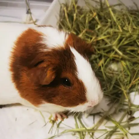 Noël