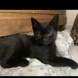 Nyx