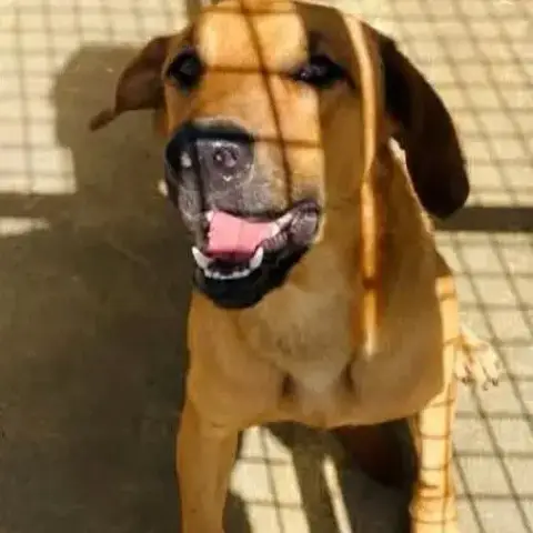 Bonux Chien Réunion
